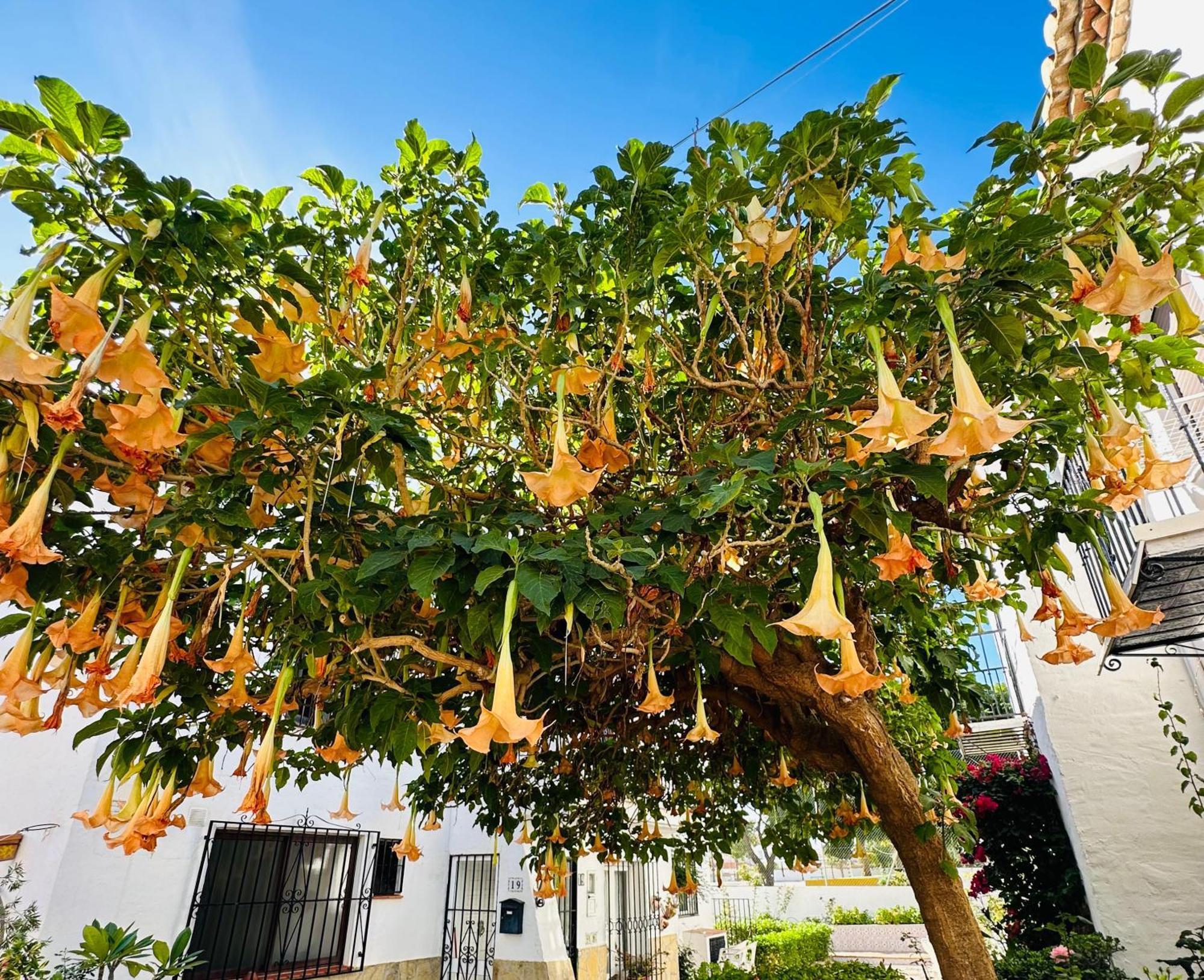 Right By The Pool Area In Capistrano Village! Nerja Luaran gambar